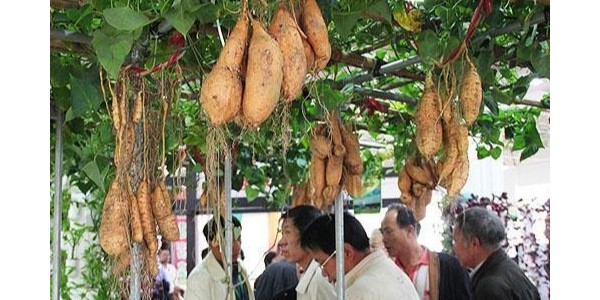 神了！農(nóng)業(yè)專(zhuān)家竟用牽?；藿臃N出空中紅薯