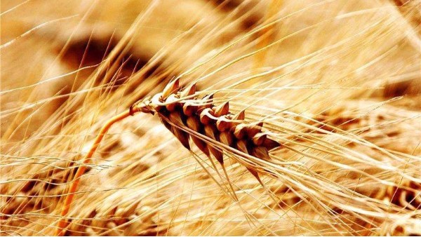 看2019年糧食價格趨勢，種糧人能掙錢嗎？
