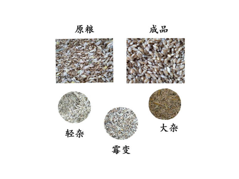 小麥赤霉病、顆粒不完善？不用著急，神健來幫您
