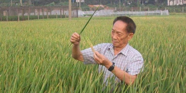 向雜交水稻之父袁隆平院士致敬！